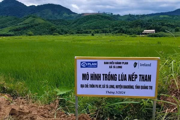 Mô hình trồng lúa nếp than tại xã Tà Long, huyện Đakrông (nay là thôn Tà Lao, xã Đakrông, tỉnh Quảng Trị). (Ảnh: Plan Việt Nam cung cấp)