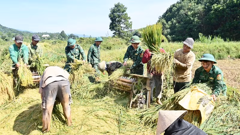 Cán bộ, chiến sĩ Đồn Biên phòng cửa khẩu A Đớt hỗ trợ người dân thôn A Tin, xã A Lưới 4 thu hoạch lúa.