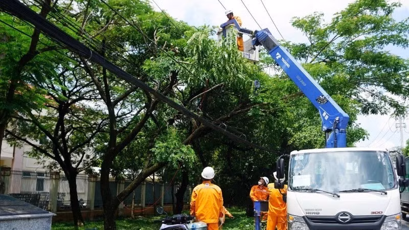 Ngành điện tỉa nhánh cây để phòng ngừa các tai nạn liên quan đến điện.