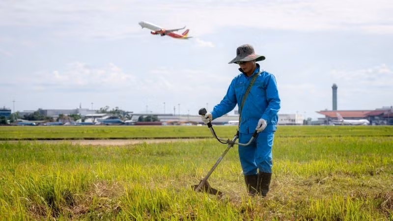 voi-dieu-kien-thoi-tiet-mua-nang-that-thuong-co-moc-nhanh-cong-tac-cat-co-khu-bay-vi-the-duoc-trien-khai-thuong-xuyen-lien-tuc-dam-bao-co-khong-moc-qua-30cm-1.jpg
