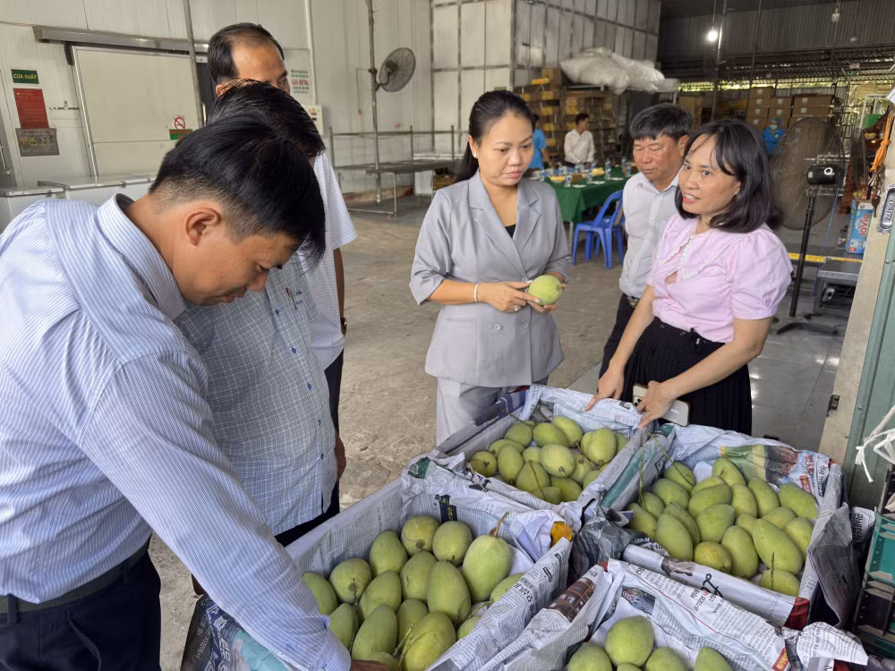50-phuong-my-tra-dong-thap-dct-phuong-lam-viec-voi-co-so-san-xuat-xoai.jpg