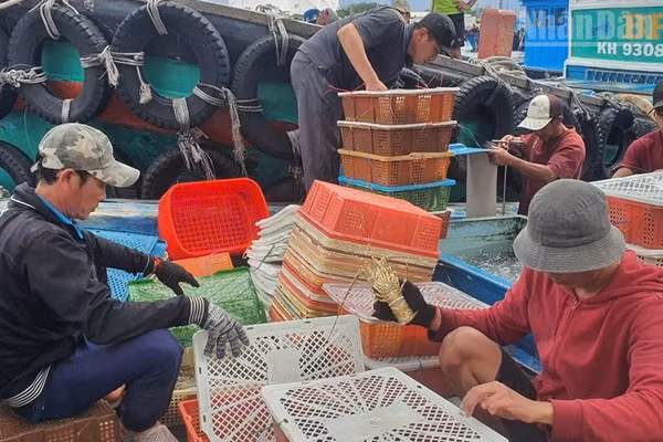 Nông dân nuôi tôm hùm thương phẩm tại vịnh Cam Ranh, tỉnh Khánh Hòa vào vụ thu hoạch. (Ảnh: Cộng tác viên)