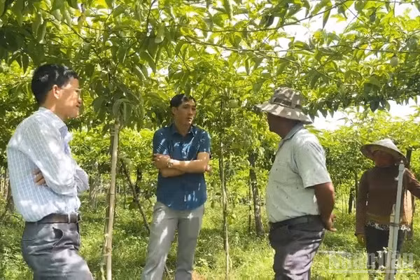 Vườn chanh dây rộng 1ha của ông Vari Nhông Phong ở thôn Ú, xã Anh Dũng, tỉnh Khánh Hòa đang mở ra một hướng sản xuất cây trồng mới, đem lại hiệu quả kinh tế cao. (Ảnh: NGUYỄN TRUNG)