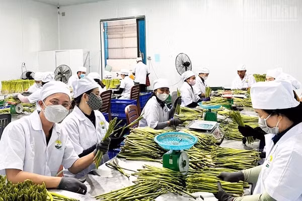 Công nhân của Công ty trách nhiệm hữu hạn Linh Đan Ninh Thuận phân loại chất lượng sản phẩm măng tây xanh sau thu hoạch để cung ứng ra thị trường và xuất khẩu. (Ảnh: TUẤN HỮU)