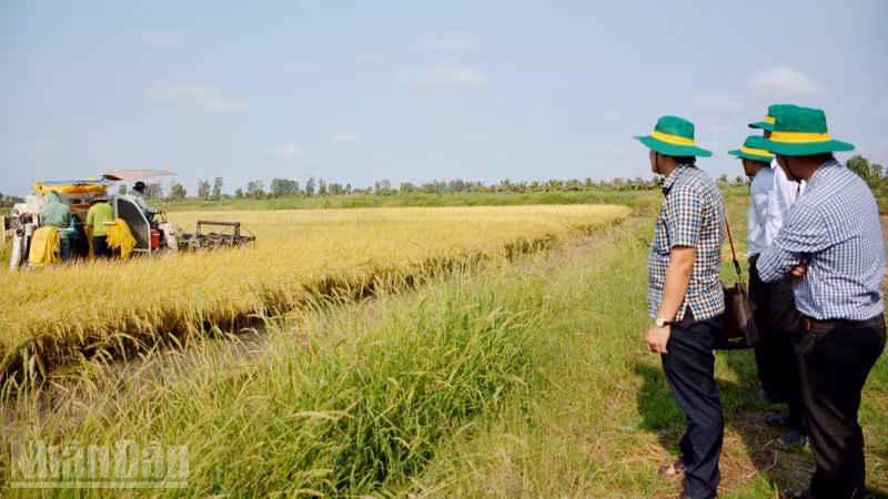Đại biểu tham quan mô hình lúa-tôm ở xã Đông Hòa. (Ảnh minh họa)