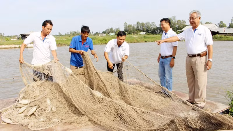 Nuôi thủy sản ở An Giang.