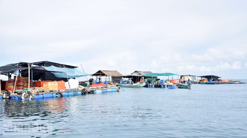 Nuôi cá trong lồng bè ở Thổ Châu. (Ảnh: QUỐC TRINH)