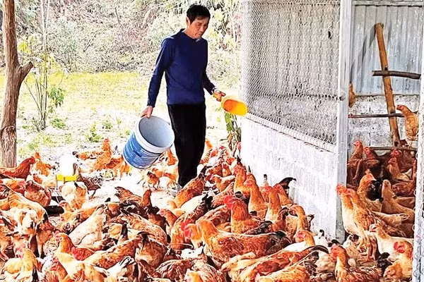 Ông Hoàng Văn Trường chăm sóc đàn gà của gia đình mình.