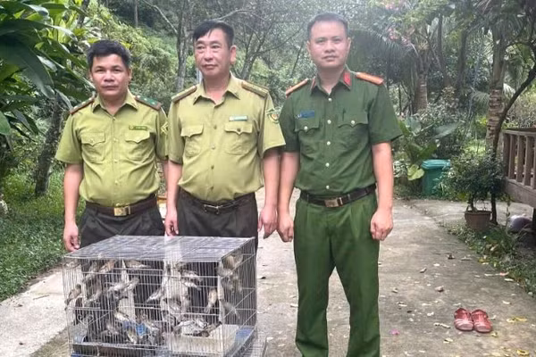 Cán bộ Hạt Kiểm lâm liên phường, xã Bắc Ninh thu giữ chim hoang dã. (Ảnh: ĐH)