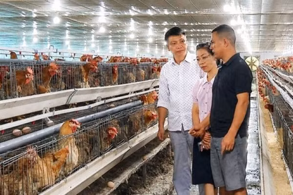 Bắc Ninh phát triển chăn nuôi gà quy mô trang trại. (Ảnh: NGỌC QUANG)