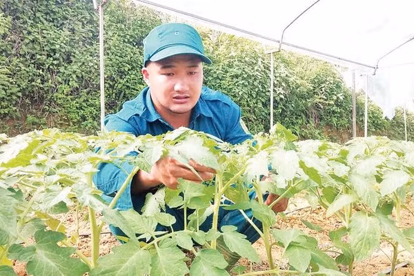 Anh Nguyễn Văn Quang đang chăm sóc cây cà chua trong nhà lưới hiện đại (Ảnh THÀNH TÂM)