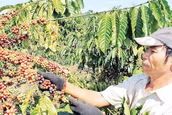 Mùa thu hoạch cà-phê Robusta trên cao nguyên Di Linh, tỉnh Lâm Đồng.