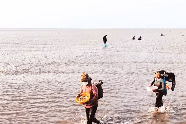 Bãi nghêu Cù Lao Dung rộng hơn 830 ha, nhưng nguồn lợi tự nhiên đang suy giảm, nhất là nghêu giống.