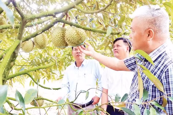 Diện tích sầu riêng có mã số vùng trồng ở Đắk Lắk ngày càng nhiều (Ảnh CÔNG LÝ)