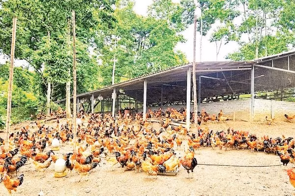 Mô hình nuôi gà dưới tán cây dổi của Hợp tác xã Dịch vụ thương mại Chí Thiện (xã Quyết Thắng) cho hiệu quả kinh tế khá với hàng nghìn con gà thịt được xuất mỗi năm.