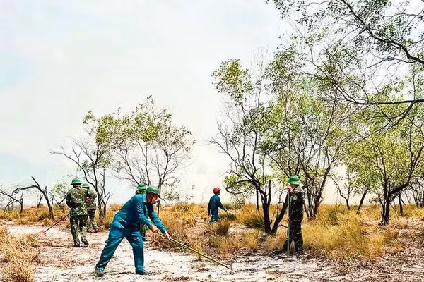 Nhiều diện tích rừng phòng hộ ven biển ở phía nam Quảng Trị lác đác cây keo tràm, trong khi lớp cỏ và cây bụi bên dưới phát triển mạnh, tiềm ẩn nguy cơ cháy rừng.