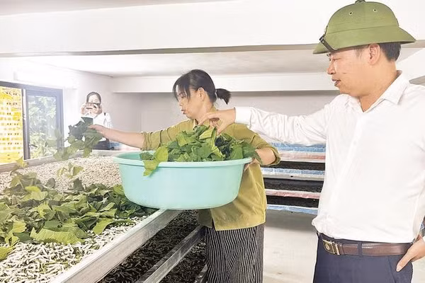Liên minh Hợp tác xã tỉnh Cao Bằng khảo sát phát triển nghề trồng dâu, nuôi tằm tại phường Nùng Trí Cao.