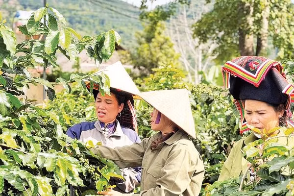 Nông dân xã Mường Ảng được hỗ trợ vay vốn thực hiện thành công mô hình trồng cà-phê đem lại hiệu quả kinh tế cao.