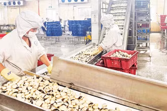 Công ty Việt Trường (Hải Phòng) từng bước phục hồi và đến nay, hoạt động của nhà máy đã trở lại gần như 100%.
