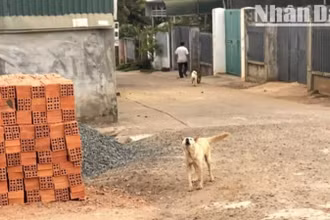Trong điều kiện thời tiết nắng nóng như hiện nay, người nuôi không nên thả rông chó, mèo ra đường và tiêm vaccine phòng dại cho đàn chó, mèo cũng góp phần ngăn chặn bệnh dại trong cộng đồng.