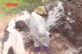 [Video] Phú Thọ: Tăng cường phòng, chống dịch tả lợn châu Phi 