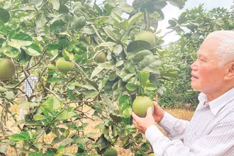 Ông Hoàng Văn Nghị bên vườn bưởi da xanh.