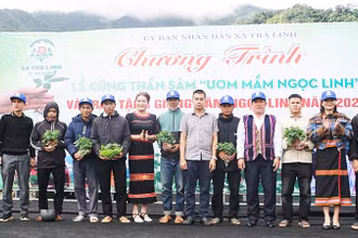 Chính quyền xã Trà Linh và doanh nghiệp trao tặng sâm giống cho các hộ có nhu cầu trồng sâm để thoát nghèo.