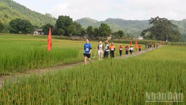 Cung đường đua đi qua những cánh đồng óng vàng, để lại nhiều ấn tượng cho các vận động viên và du khách. (Ảnh: CÔNG HẢI)