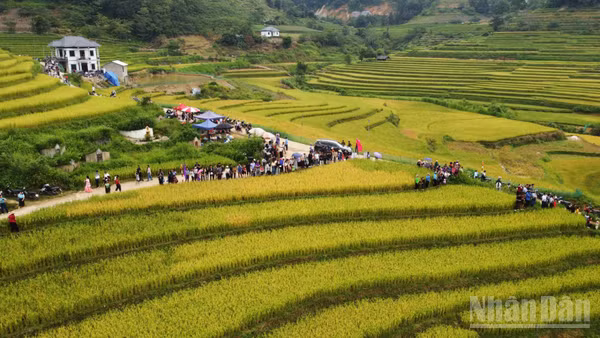 Với những thửa ruộng bậc thang trải dài, mùa vàng Sín Chéng luôn hấp dẫn du khách. (Ảnh: CÔNG HẢI)
