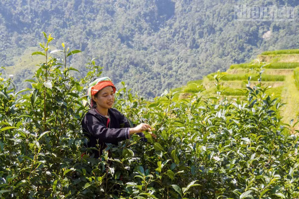Khác với những luống chè thấp ngang thắt lưng ở vùng trung du, cây chè Shan tuyết ở Cao Bồ phát triển thành những cây lớn, người dân phải trèo lên cành để hái từng búp non.