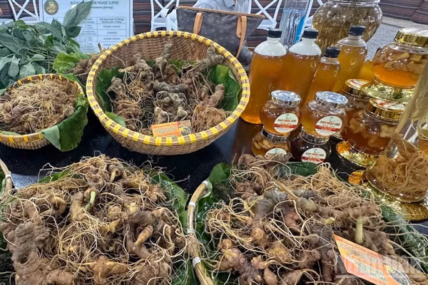Doanh nghiệp, nhà vườn trưng bày, mua bán sâm Ngọc Linh tại các lễ hội, phiên chợ do thành phố Đà Nẵng tổ chức. (Ảnh: ĐÔNG HUYỀN)