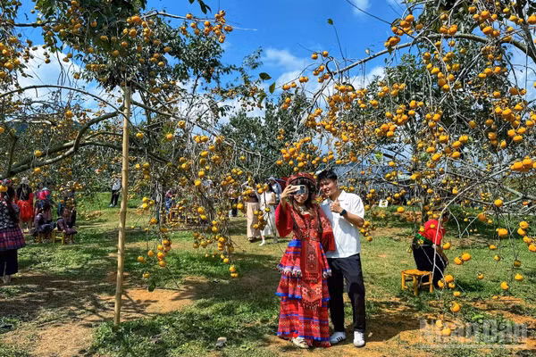 Những vườn hồng trĩu quả chín mọng đang tạo thêm sức hút cho du lịch Mộc Châu những tháng cuối năm 2026.