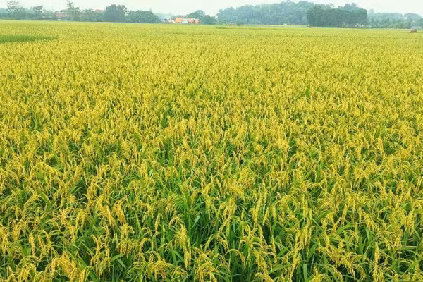 Người dân cần thăm đồng thường xuyên, theo dõi sát diễn biến của sâu bệnh hại để có biện pháp phòng, trừ hiệu quả. (Ảnh: ANH THƯ)