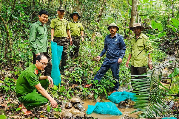 Lực lượng chức năng tái thả các cá thể rùa về môi trường tự nhiên. (Ảnh: PHÚC THẮNG)