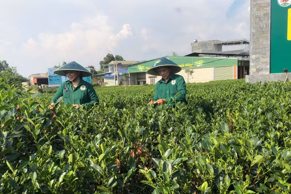 Hợp tác xã chè Hảo Đạt (Thái Nguyên) ứng dụng chuyển đổi số vào một số công đoạn sản xuất. (Ảnh: BẢO HÂN)