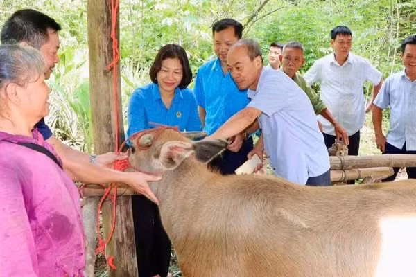 Liên đoàn Lao động tỉnh Thái Nguyên trao trâu giống hỗ trợ cho hộ nghèo tại xã Phong Quang. (Ảnh: THU HUỆ)