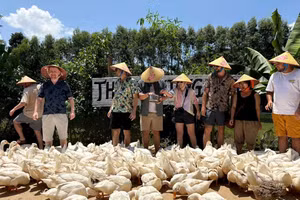 Bồng Lai, hương đồng gọi bước