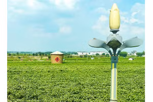 Hoa nhài trở thành biểu tượng của thôn Thạch Tỉnh. 