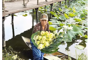 Tinh khiết mùa sen “ngự”