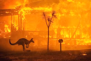 Cháy rừng từng gây ra những hậu quả nặng nề tại Australia. Ảnh: THE NEW YORK TIMES