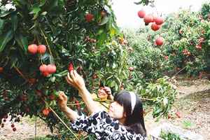 Ảnh: ANH QUÂN