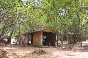 Không gian làng tre Phú An.