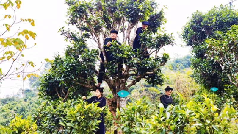 Vinh danh tri thức trồng và chế biến chè Thái Nguyên
