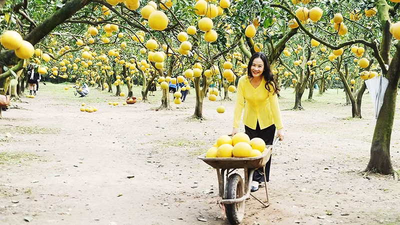 Du khách tham quan, trải nghiệm tại vườn bưởi Phú Diễn, Hà Nội. Ảnh: NAM NGUYỄN