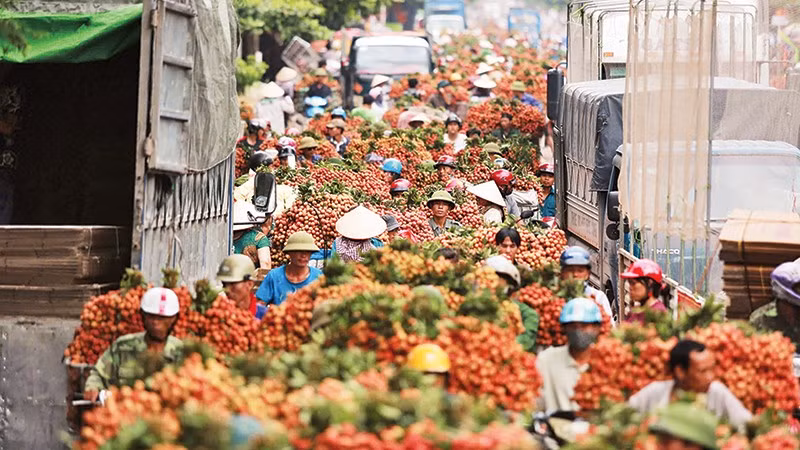 Vào mùa thu hoạch vải thiều. Ảnh: BẢO TRUNG