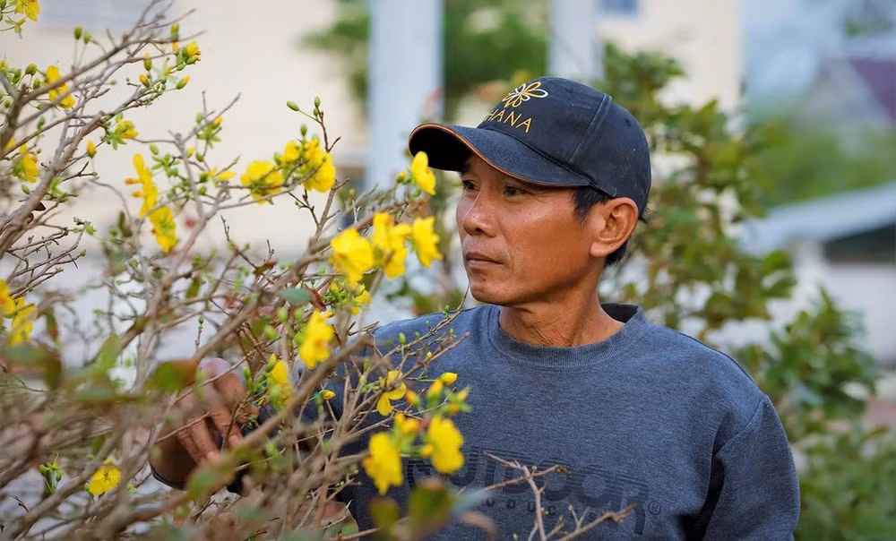 Những bông hoa nở sớm khiến người trồng mai ở phường An Nhơn Đông lo lắng. Ảnh: NGUYỄN GIA