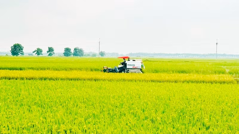Nhiều diện tích đất nông nghiệp phía nam Hà Nội sẽ được bàn giao cho các dự án, đặt ra yêu cầu cấp thiết về chuyển đổi nghề nghiệp cho người dân.