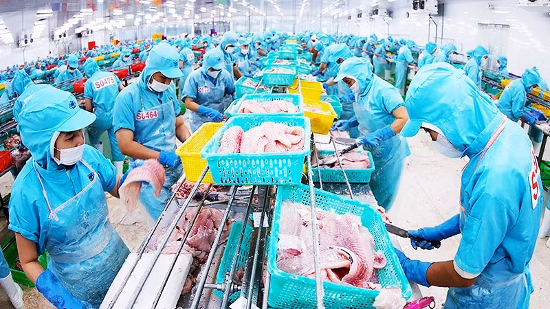 Chế biến cá tra phi-lê xuất khẩu ở nhà máy của Tập đoàn Sao Mai, tỉnh An Giang. Ảnh: VŨ SINH