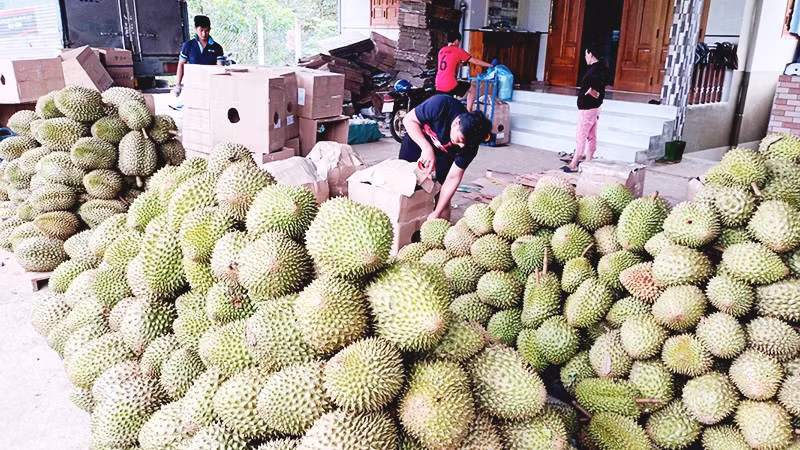 Sầu riêng tiếp tục là một trong những động lực quan trọng của xuất khẩu rau quả. Ảnh: NGUYỆT ANH