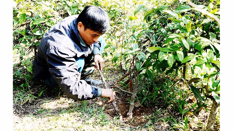 Đi tìm sâm quý. Ảnh: SONG ANH